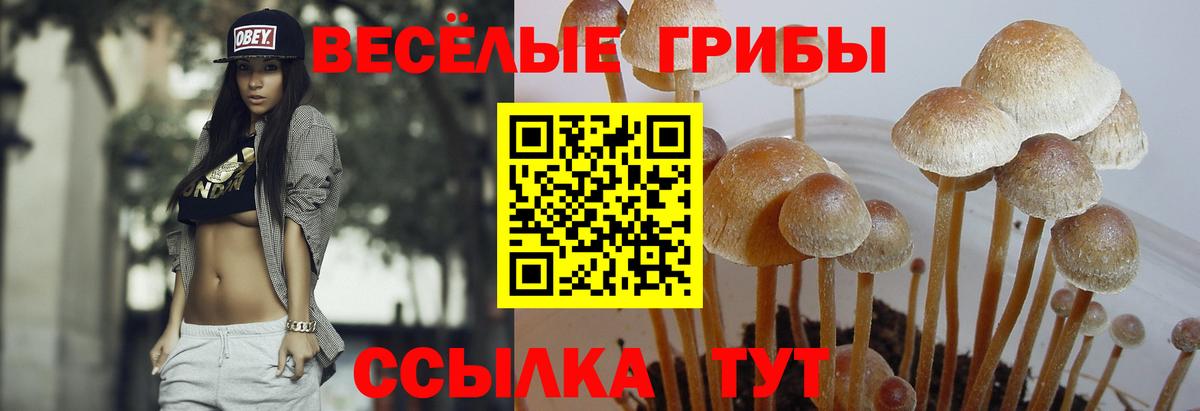 Ставрополь  Псилоцибиновые грибы мухоморы  Вход с VPN  Псилоцибиновые грибы мицелий 